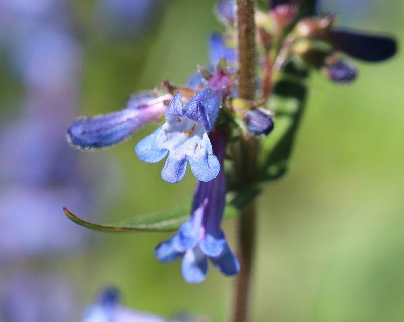 Penstemon attenuatus, photographed by Cole Wolf