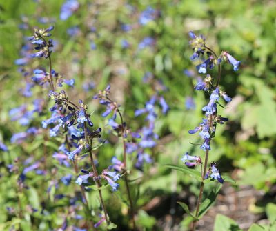 Penstemon attenuatus, photographed by Cole Wolf