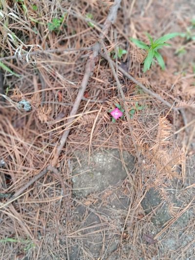 Oenothera deserticola, photographed by Ulises Emmanuel Martínez Burgos