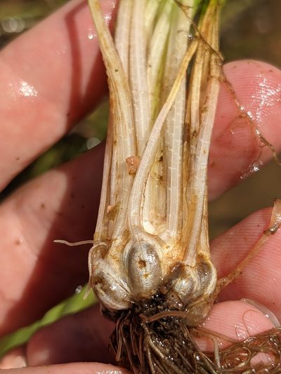 Isoetes melanopoda, photographed by Eric Knight
