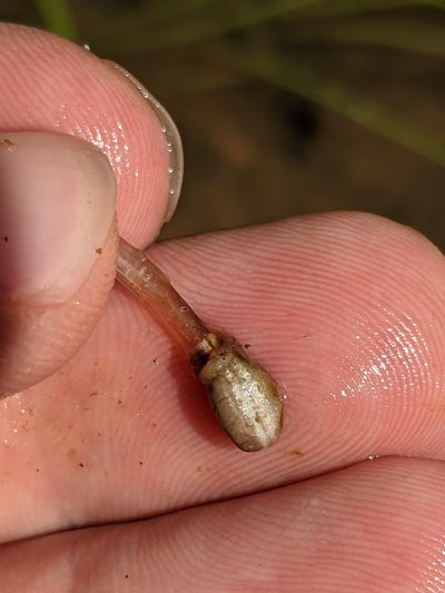 Isoetes melanopoda, photographed by Eric Knight