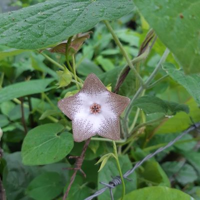 Polystemma guatemalense, photographed by David Umanzor