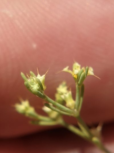Paronychia setacea, photographed by Eric Knight