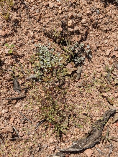 Paronychia setacea, photographed by Eric Knight
