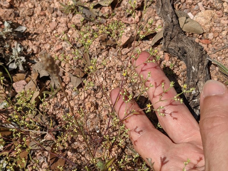 Paronychia setacea, photographed by Eric Knight