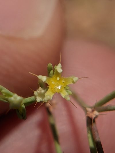 Paronychia setacea, photographed by Eric Knight