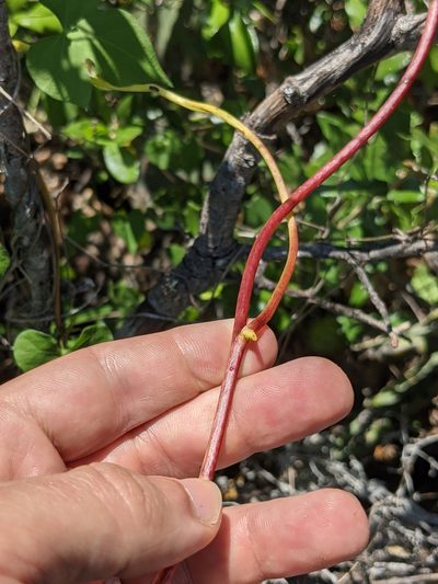Cuscuta exaltata, photographed by Eric Knight