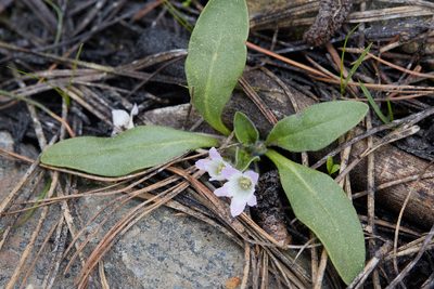 Hesperochiron nanus, photographed by Ken-ichi Ueda