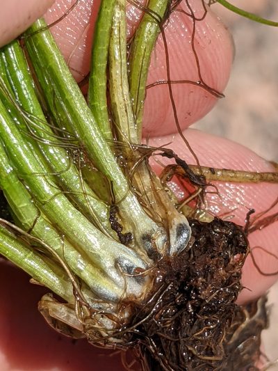 Isoetes lithophila, photographed by Eric Knight