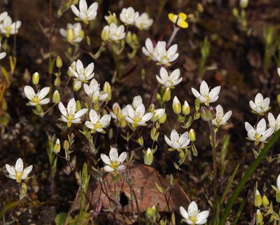 Sabulina californica, photographed by Steve Matson