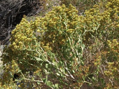 Dedeckera eurekensis, photographed by Jim Morefield