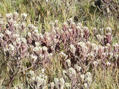 Chloropyron maritimum, photographed by Amy
