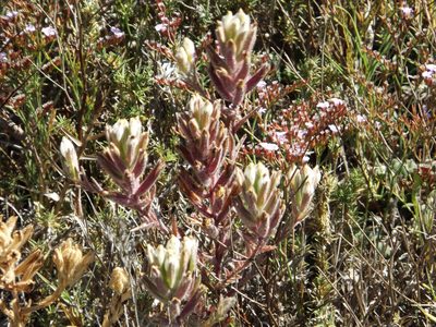 Chloropyron maritimum, photographed by Amy
