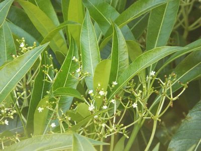 Rauvolfia sumatrana, photographed by Amy