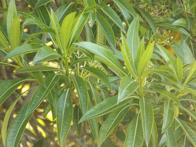 Rauvolfia sumatrana, photographed by Amy