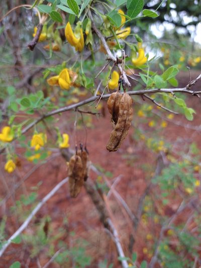 Diphysa suberosa, photographed by Abraham Sánchez Romero