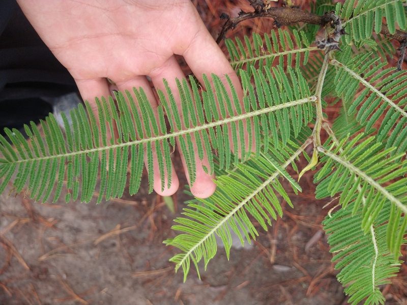 Vachellia pennatula, photographed by Abraham Sánchez Romero