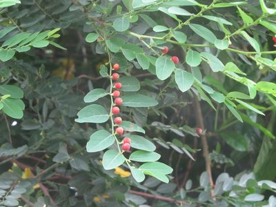 Breynia vitis-idaea, photographed by 雲一百香果