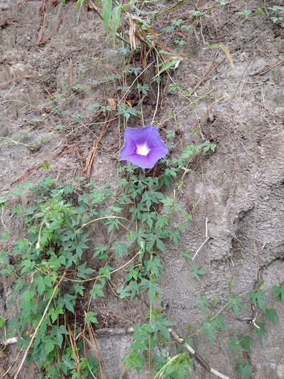 Ipomoea laeta, photographed by Abraham Sánchez Romero