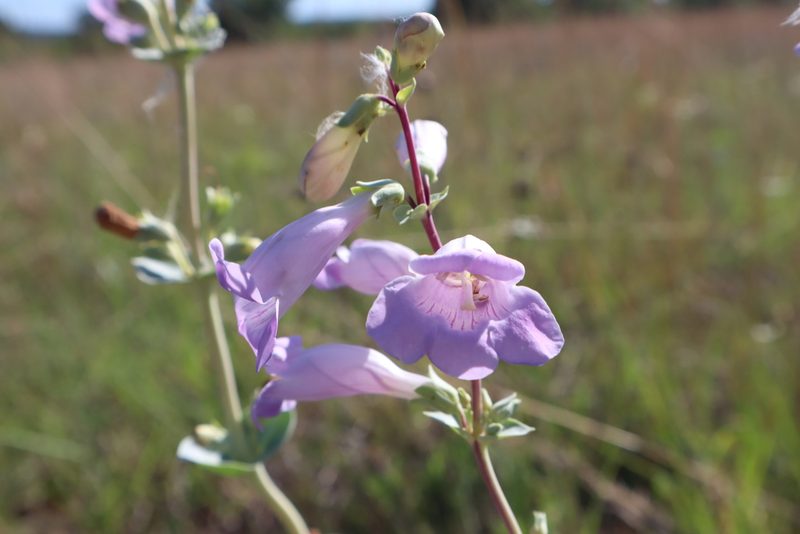 Penstemon bradburyi, photographed by Jacob Friend