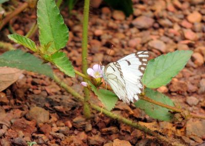 Melochia melissifolia, photographed by Vijay Barve
