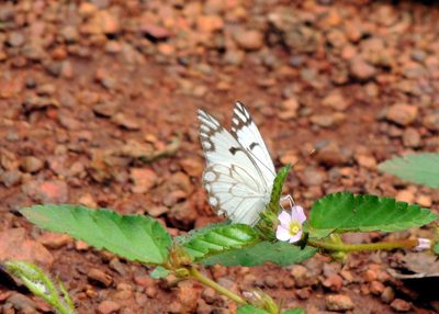 Melochia melissifolia, photographed by Vijay Barve