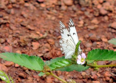 Melochia melissifolia, photographed by Vijay Barve