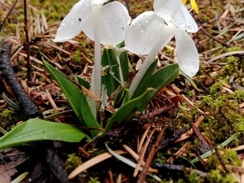 Weldenia candida, photographed by Ulises Emmanuel Martínez Burgos