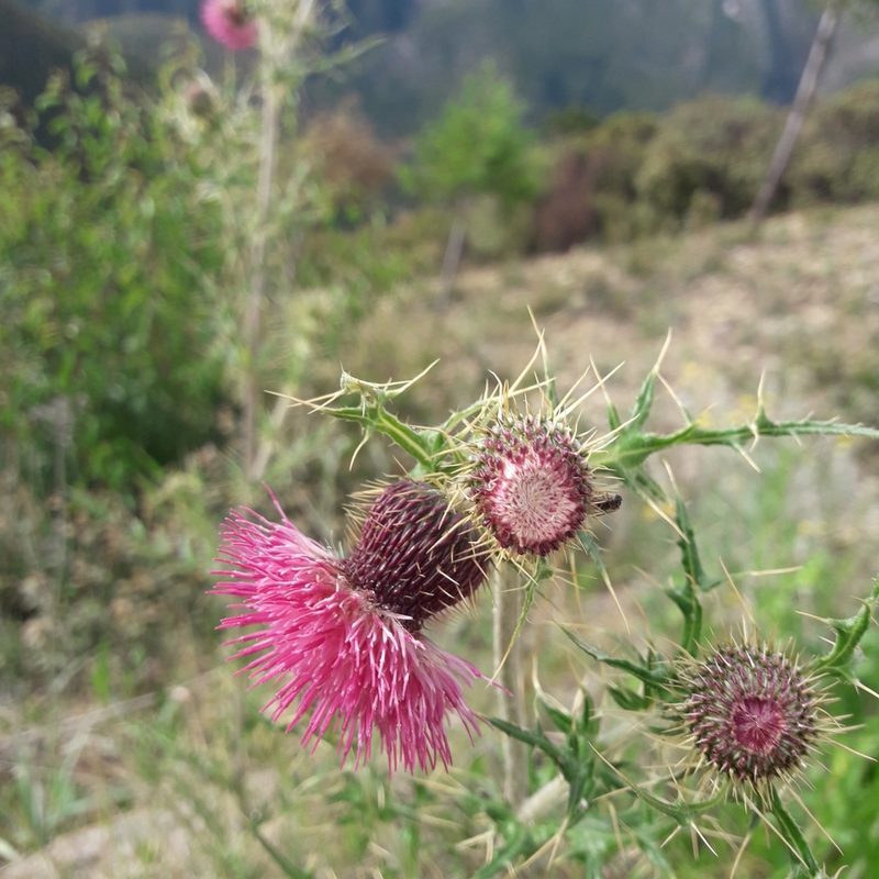 Cirsium pringlei, photographed by José Gerardo Velasco