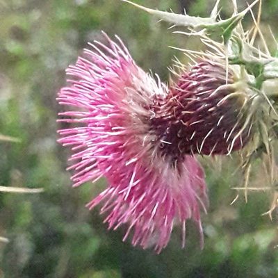 Cirsium pringlei, photographed by José Gerardo Velasco