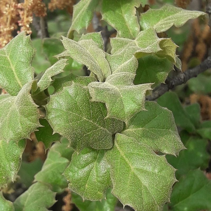 Quercus hintoniorum, photographed by José Gerardo Velasco