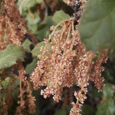 Quercus hintoniorum, photographed by José Gerardo Velasco