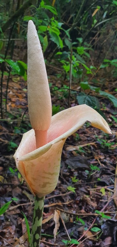 Amorphophallus bulbifer, photographed by Ameet Mandavia