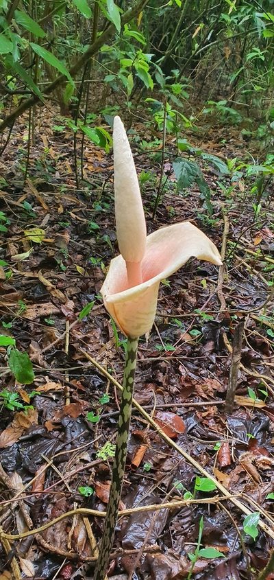 Amorphophallus bulbifer, photographed by Ameet Mandavia