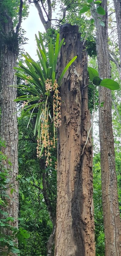 Cymbidium aloifolium, photographed by Ameet Mandavia