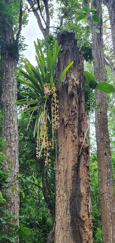 Cymbidium aloifolium, photographed by Ameet Mandavia