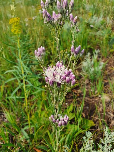 Jurinea multiflora, photographed by Анна Митрошенкова