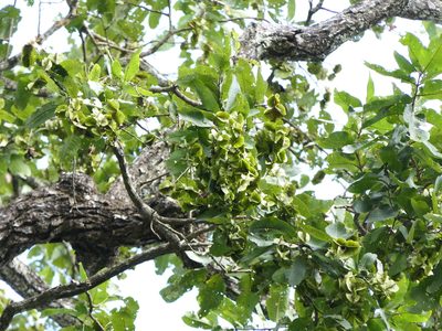 Terminalia elliptica, photographed by Dinesh Valke