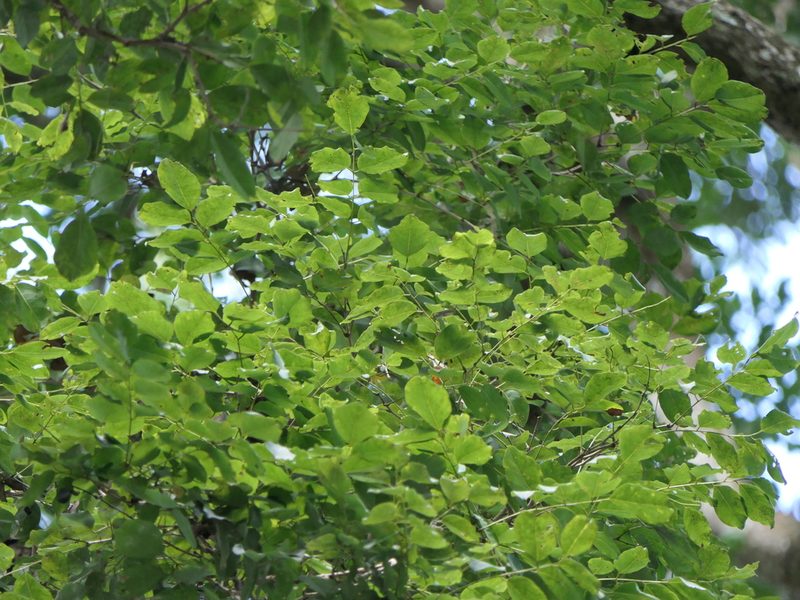 Dalbergia latifolia, photographed by Dinesh Valke