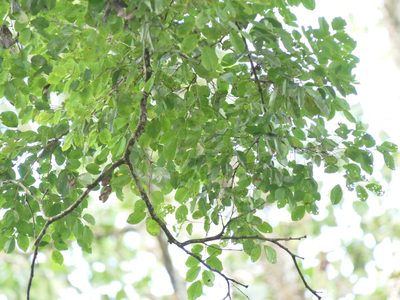 Dalbergia latifolia, photographed by Dinesh Valke