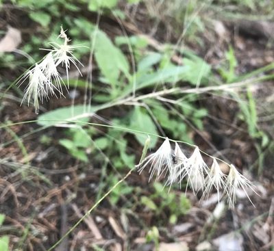 Bouteloua rigidiseta, photographed by Tyler Cannon