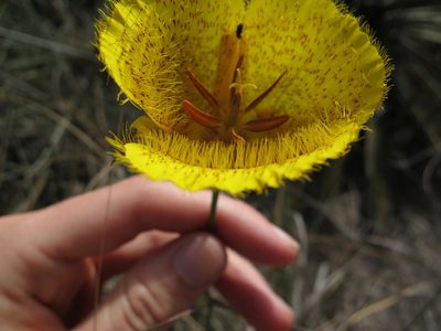 Calochortus weedii, photographed by Alby Penney