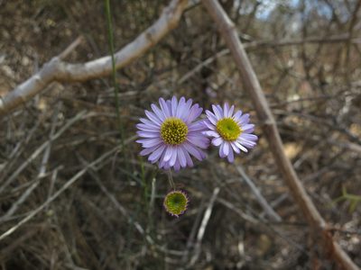 Erigeron foliosus, photographed by Alby Penney