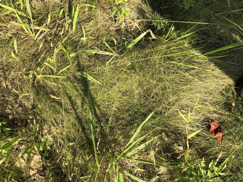Eleocharis tuberculosa, photographed by John Kees