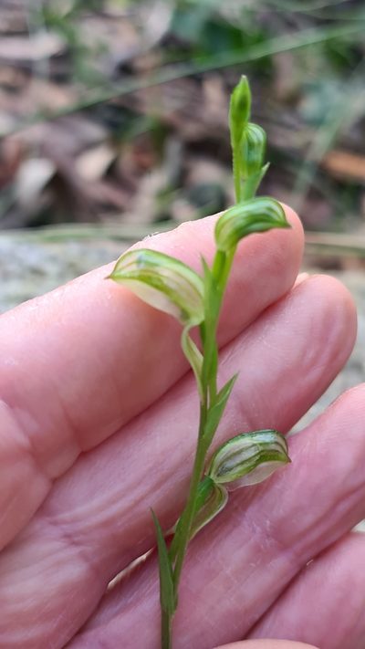 Pterostylis longifolia, photographed by Vale Jenny Conolly