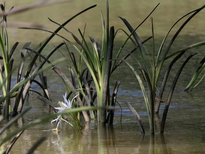 Crinum viviparum, photographed by Dinesh Valke