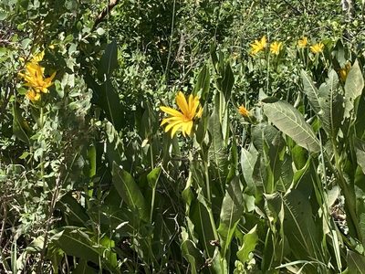 Wyethia amplexicaulis, photographed by ladyjanaye