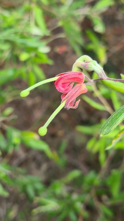Grevillea arenaria, photographed by Vale Jenny Conolly