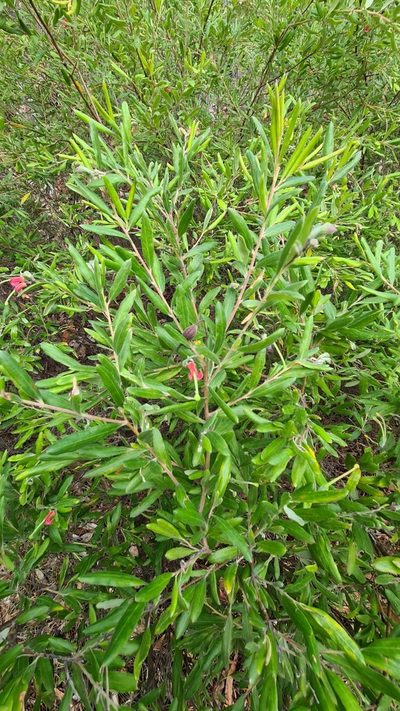 Grevillea arenaria, photographed by Vale Jenny Conolly