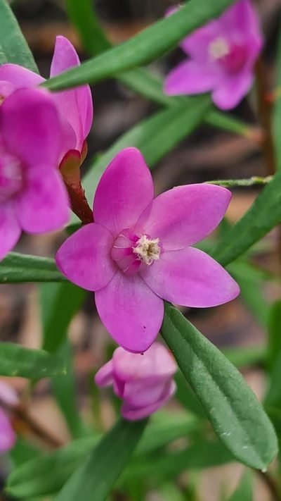 Crowea exalata, photographed by Vale Jenny Conolly